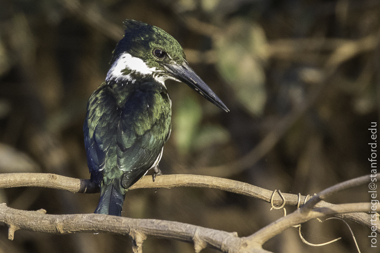 kingfisher